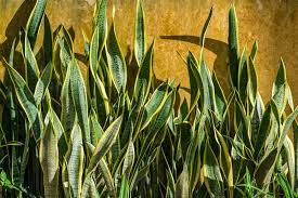 Check spelling or type a new query. Snake Plant Poisoning In Cats Symptoms Causes Diagnosis Treatment Recovery Management Cost