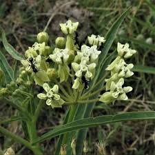 Image result for Asclepias meliodora