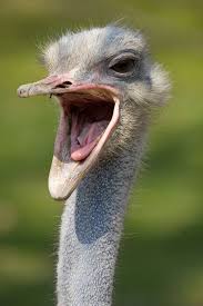 Bird With Funny Hair On Head Ostrich Screaming Ostriches African Animals Photography Funny Birds