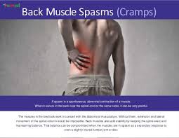 Within this group of back muscles you will find the latissimus dorsi, the trapezius, levator scapulae and the rhomboids. Lower Back Muscle Spasms Causes Symptoms And Treatments Temed Com