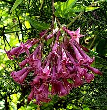 Image result for Cestrum × cultum