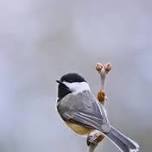 Tuesday Tweets