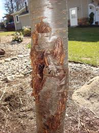 Weeping Cherry Tree With Photos Disease Or Insects Lawnsite Is The Largest And Most Active Online Forum Serving Green Industry Professionals