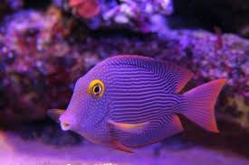 Image result for Oxyanthus strigosus