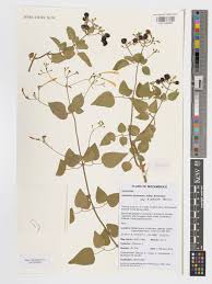 Image result for Jasminum fluminense