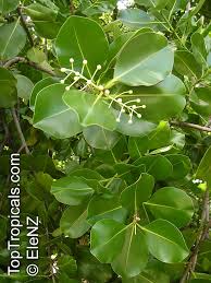 Image result for Calophyllum inophyllum