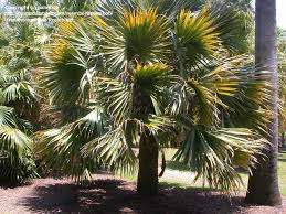 Image result for Sabal domingensis