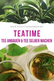 Ode An Die Herbstanemone 11 Grunde Warum Sie In Keinem Garten Fehle Tee Selber Machen Schwarzer Tee Und Tee
