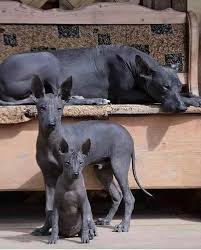 Prikoly Yumor Kartinki On Twitter In 2020 Hairless Dog Mexican Hairless Dog Xoloitzcuintli