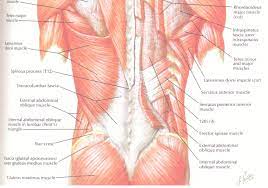 This is a diagram of the larger and more surface muscles of the low back. Doctors Of Running Running Injury Prevention Hip Extensors And Back Pain