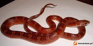 After all these years, i'm. Bloodred Rozmiar Duzy Corn Galeria Terrarium Pl