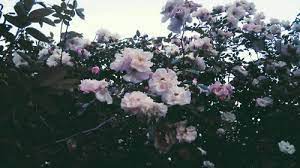 Rose Aesthetic On Tumblr @ꮇꭺꮩꮖꮪ ꭱꮎꮪꭼ | aesthetic roses, flower aesthetic, rose tumblr. rose aesthetic on tumblr