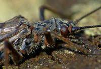 Image result for Perlidae