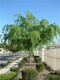 Ulmus Parvifolia Chinese Elm Tree Trees To Plant Chinese Evergreen