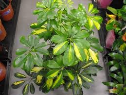 Check spelling or type a new query. A Z List Of House Plants Common And Scientific Names