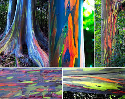Rainbow Eucalyptus The Most Beautiful Tree In The World Rainbow Eucalyptus Tree Rainbow Tree Rainbow Eucalyptus