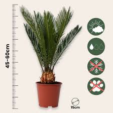 Image result for Cycas revoluta