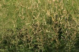 Image result for Enteropogon macrostachyus