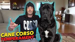 Özellikle eğitim almayan cane corso köpekleri sahibinin sınırlarını zorlar ve nereye kadar gidebileceğini test eder. Cane Corso Temperament Youtube