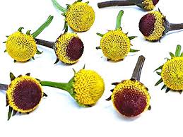 <p>add some sweetness to the life and celebrations of your loved ones with our exotic flavored chocolates. Acmella Oleracea Spilanthes Szechuan Flowers 80 Fresh Edible Flowers 40 Lemon Drop 40 Peek A Boo Buy Online In Egypt At Desertcart 73520509