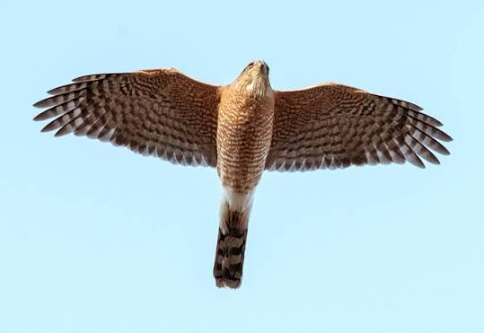 Monticello Park Birds - Cooper's and Sharp-shinned Hawks