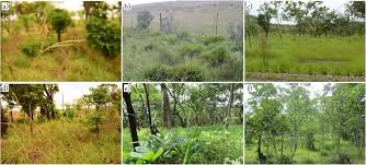 Image result for Alloteropsis paniculata