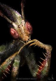 Any shallower, then it could lead to the mantis getting tangles in the exuvium. Idolomantis Diabolica Insect Photography Macro Photography Insects Insects