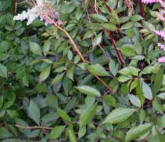 Astilbe Leaves Shade Garden Plants Shade Plants Shade Flowers