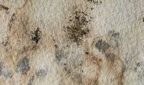 How to remove mold from clothes with baking soda. How To Get Rid Of Mildew Using Baking Soda Express Co Uk