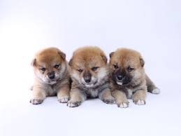 Shiba inu price index provides the latest shib price in us dollars , btc and eth using an average from the world's leading crypto exchanges. Akitas And Shiba Inus A Complete Guide To Owning And Caring For A Japanese Dog Breed