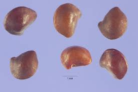 Image result for Aeschynomene cristata