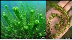 Image result for Lagarosiphon muscoides