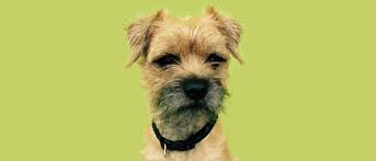 Pet partners organizations of interest. University Of Glasgow Schools School Of Veterinary Medicine Small Animal Hospital