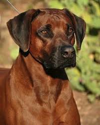 The rhodesian ridgeback's distinguishing feature is the ridge of hair along its back, running in the opposite direction to the rest of its coat. Don T Get Bit Rhodesian Ridgeback The Rhodesian Ridgeback Is A