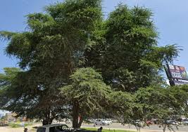 Image result for Rinorea brachypetala