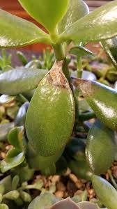 Check spelling or type a new query. Brown Spots On Succulent Plants Planting Succulents Succulents Plants