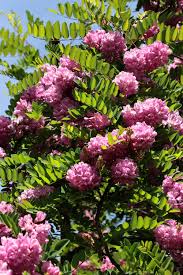 Image result for Acacia hockii