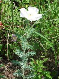 Image result for Argemone