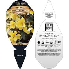 Roses, tulips, lilies, daisies, irises, orchids, poms Begonia Daystar Yellow Terra Nova Nurseries Inc
