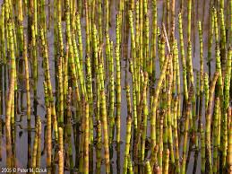 Image result for Equilabium equisetiforme