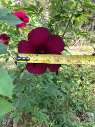 Image result for Hibiscus cannabinus