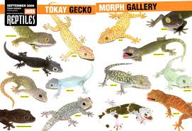 Tokay Gecko Morphs Pet Lizards Leopard Gecko Terrarium