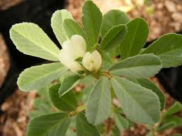 Image result for Trigonella