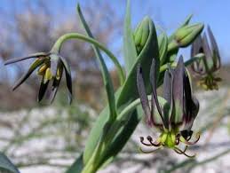 Image result for Ornithoglossum