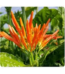 Image result for Justicia striolata