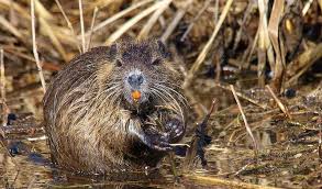 Arkansas Furbearing Rodents Beaver Nutria Muskrat And Groundhog Only In Arkansas In 2020 Arkansas Mammals Animals