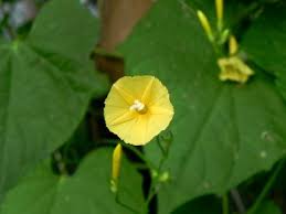Image result for Ipomoea hederifolia