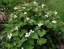 Image result for Terminalia boivinii