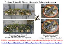 Bienen Hummel Insektenpool Als Trinkstelle Und Badeplatz Aus Insekten Usw Mussen Trinken Und Waschen Sich Schon Mal Grosse Pflanzen Pflanzkasten Insekten