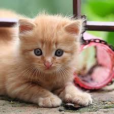 Erkek Ve Disi Kedi Isimleri En Guzel Populer Erkek Ve Kiz Kedi Isimleri Onerileri Listesi Son Dakika Haberler